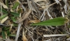 Silene legionensis Lag. Silene legionensis Lag.