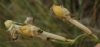 Silene legionensis Lag. Silene legionensis Lag.