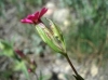 Silene muscipula L.