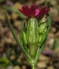Silene muscipula L.