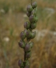 Silene otites (L.) Wibel subsp. otites