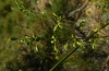 Silene otites (L.) Wibel subsp. otites
