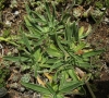 Silene legionensis Lag. Silene legionensis Lag.