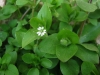 Stellaria media (L.) Vill.