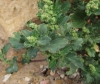 Chenopodium murale L.