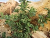 Chenopodium murale L.