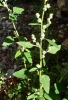 Chenopodium album L. Chenopodium album L.