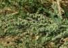 Chenopodium album L. Chenopodium album L.