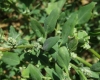 Chenopodium album L. Chenopodium album L.