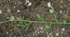 Chenopodium opulifolium Schrad. ex W.D.J. Koch & Ziz