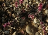 Salsola kali L.