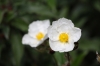 Cistus laurifolius L.