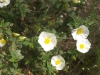 Cistus salviifolius L.