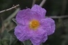 Cistus albidus L.