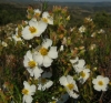 Cistus clusii 1/2