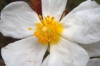 Cistus clusii 2/2