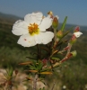 Cistus clusii 2/2