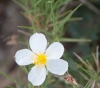 Helianthemum apenninum ?