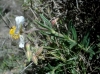 Helianthemum appeninum ?