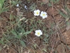 Helianthemum apenninum ?