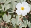 Helianthemum appeninum ?
