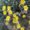 Helianthemum hirtum? 1/2