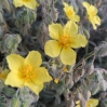 Helianthemum hirtum? 2/2