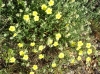 Helianthemum hirtum ?