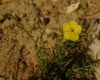 Helianthemum hirtum