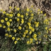 Helianthemum hirtum?
