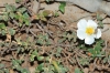 Helianthemum sp.