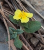 Helianthemum 1