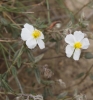 Helianthemum apenninum ?