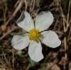 Helianthemum appeninum