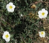 Helianthemum appeninum 1/3