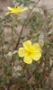 Helianthemum hirtum ?