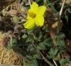 Helianthemum marifolium ?