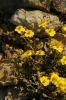 Helianthemum marifolium ?
