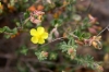 Helianthemum sp.