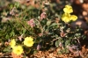 Helianthemum sp