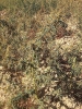 Acanthoxanthium spinosum (L.) Fourr. subsp. spinosum