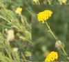 Achillea ageratum L.