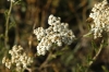 Achillea odorata L.