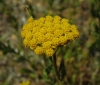 Achillea ageratum L.