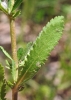 Achillea ageratum L.