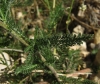 Achillea millefolium L.