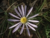 Aster ? 1/2