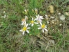 Aster sedifolius ? 3/5 Aster sedifolius ? 3/5