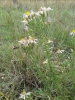Aster sedifolius ? 5/5 Aster sedifolius ? 5/5