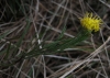 Aster linosyris (L.) Bernh.